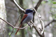 Terpsiphone bourbonnensis