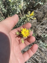 Heterotheca utahensis