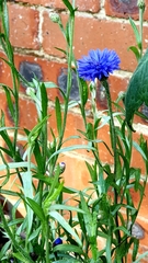 Centaurea cyanus