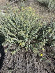 Heterotheca utahensis