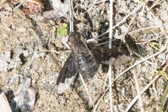 Hemipenthes morioides