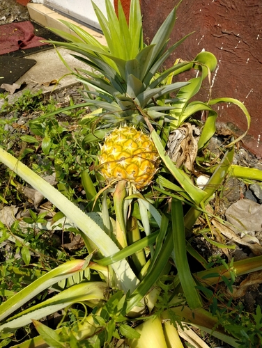 Ananas image