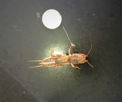Gryllotalpa vineae