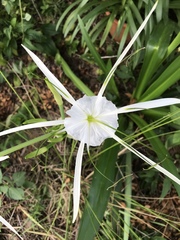 Hymenocallis liriosme