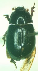 Hybosorus illigeri