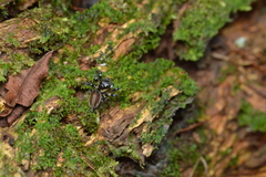 Kalcerrytus