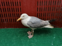 Larus argentatus
