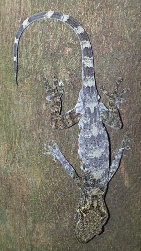 Gekko chinensis