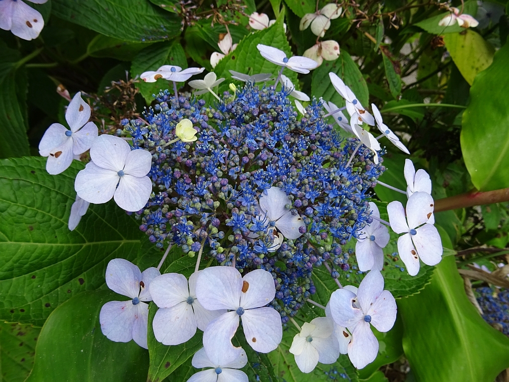 hydrangeas (Genus Hydrangea) · iNaturalist