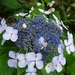 Hydrangeas - Photo (c) mtfoliveira, some rights reserved (CC BY-NC), uploaded by mtfoliveira