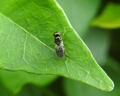 Microchrysa flaviventris