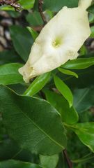 Brunfelsia nitida