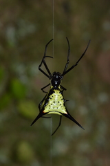 Micrathena schreibersi