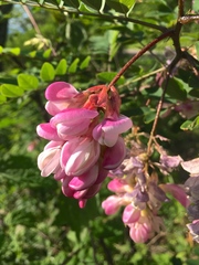 Robinia viscosa