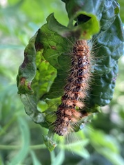 Acronicta rumicis