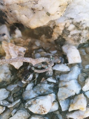 Tylecodon buchholzianus