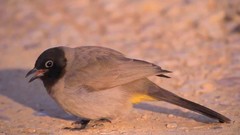 Pycnonotus xanthopygos