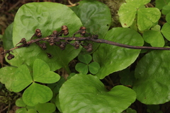 Pyrola media
