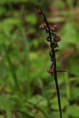 Pyrola media