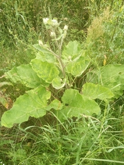 Arctium tomentosum