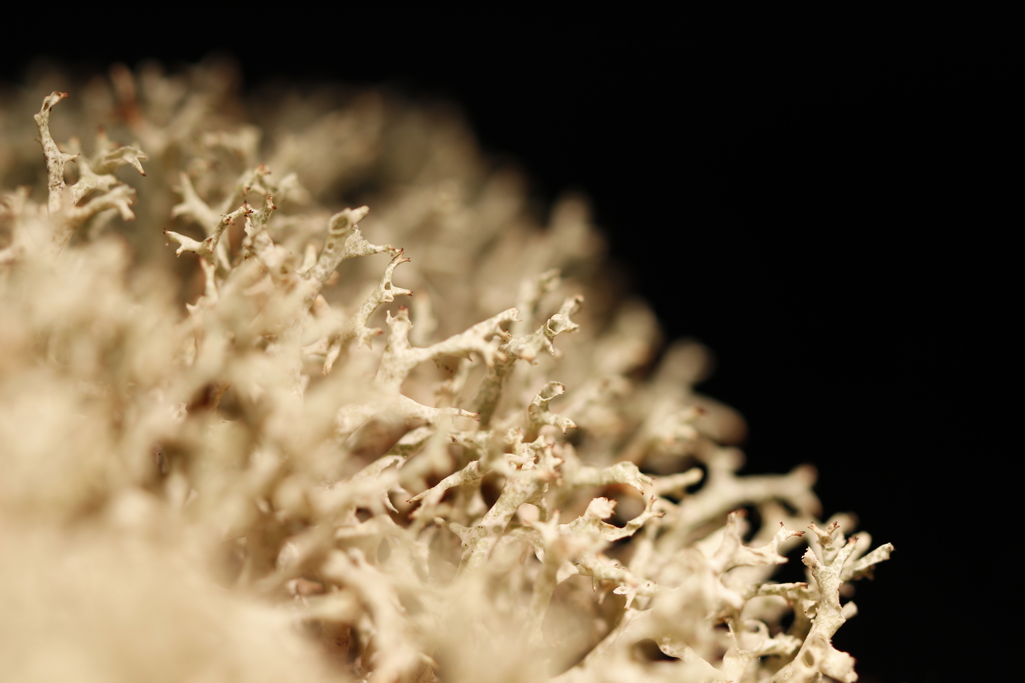 Cladonia mitis image