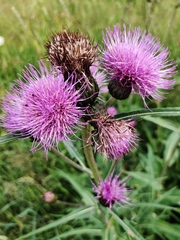 Cirsium heterophyllum