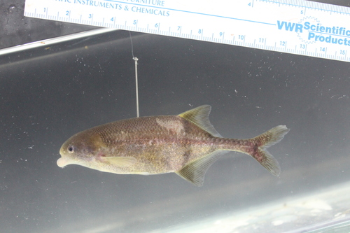 Moores olifantsvis (Marcusenius moorii) — Mormyridae — 4