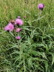 Cirsium heterophyllum