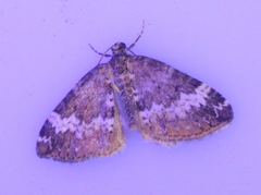 Perizoma alchemillata