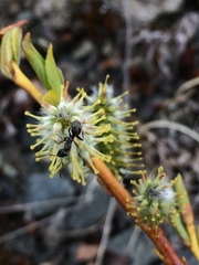 Salix phylicifolia