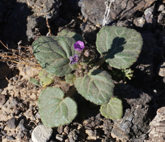 Phacelia calthifolia