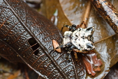 Aspidolasius branicki