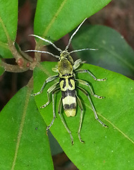 Chlorophorus reductus