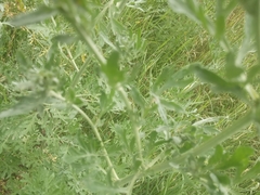 Artemisia absinthium