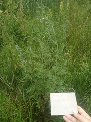 Artemisia absinthium