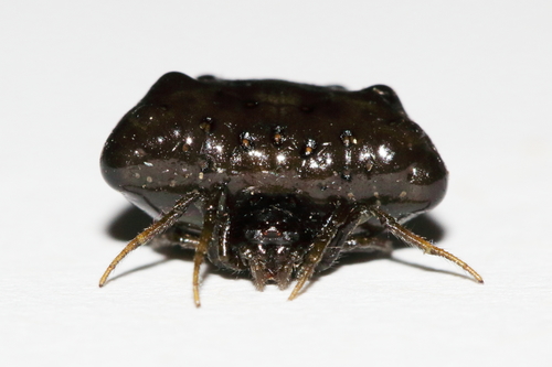 White-banded Bird-dropping Spider