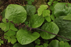 Pyrola media