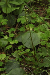 Pyrola media