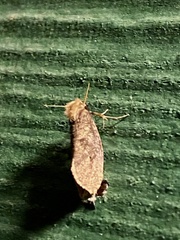 Acrolophus texanella