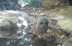 Strix rufipes rufipes
