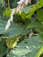 Amblyteles armatorius