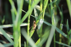 Dichromorpha elegans