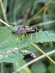 Amblyteles armatorius