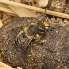 Megachile frigida