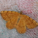Rannoch Looper Moth - Photo (c) a_anctil, some rights reserved (CC BY-NC)