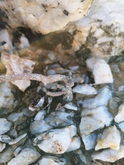 Tylecodon buchholzianus
