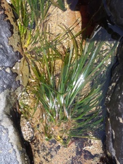 Phyllospadix scouleri