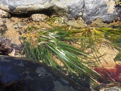 Phyllospadix scouleri