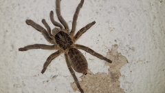 Ceratogyrus marshalli