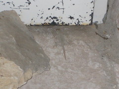 Sceloporus merriami merriami